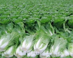 冬季大白菜的做法及营养价值